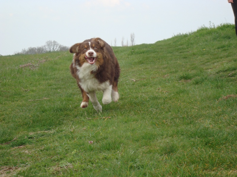Elite De L'Airial De Brume