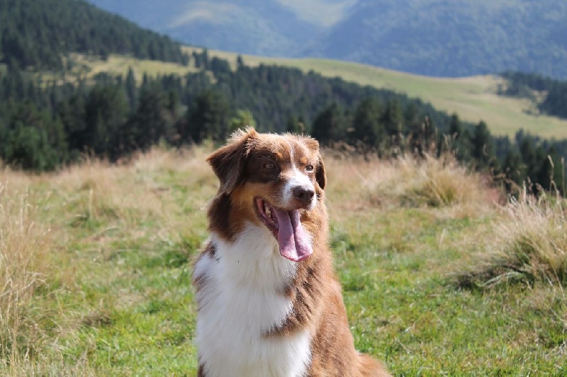 Elite De L'Airial De Brume