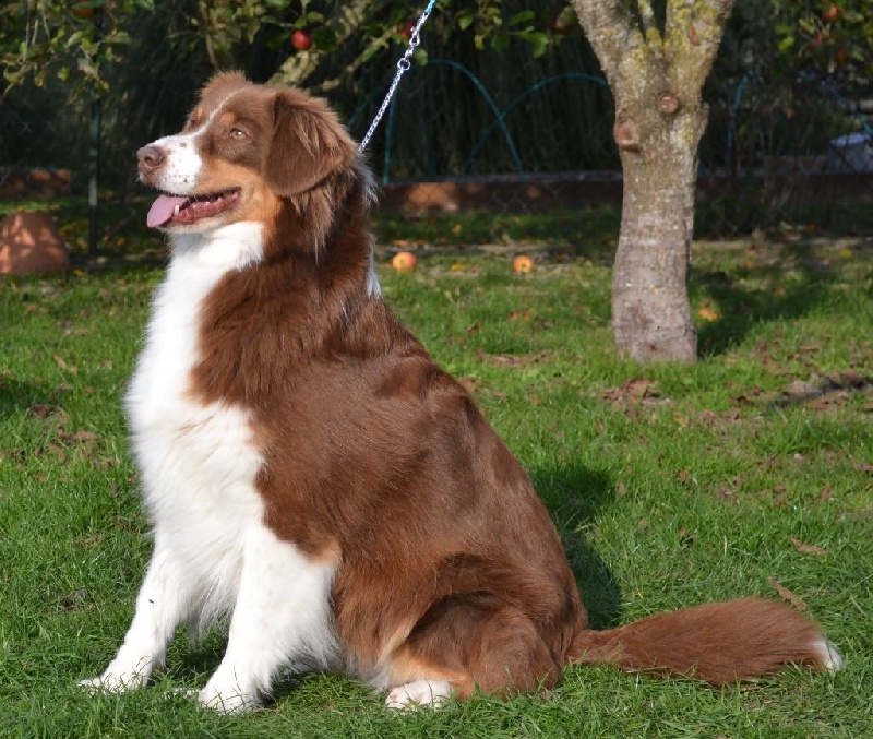 Elite De L'Airial De Brume