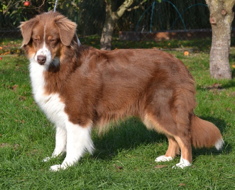 Elite De L'Airial De Brume