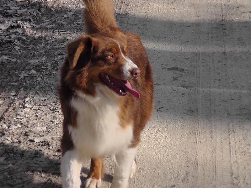 Elite De L'Airial De Brume