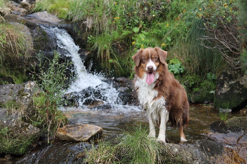 Elite De L'Airial De Brume