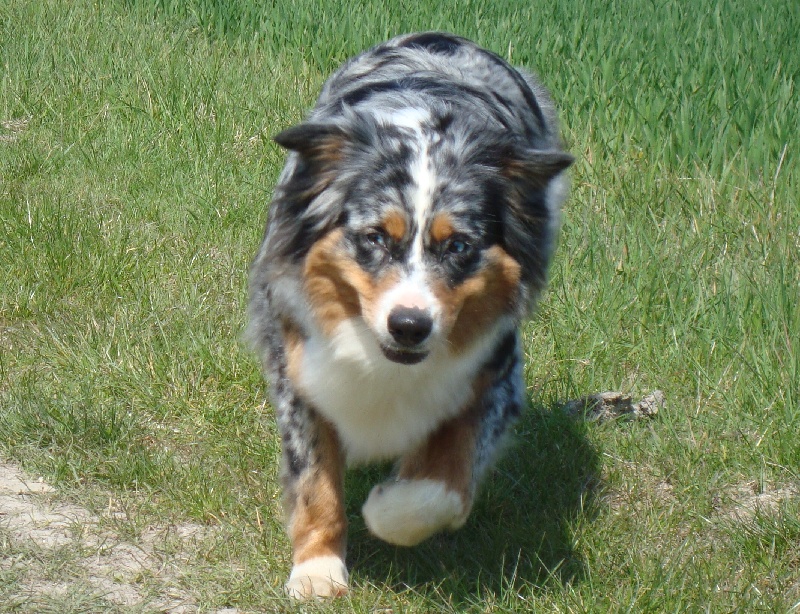 Publication : du Feeling de Nolister Auteur : Du Pays aux Longs Hivers