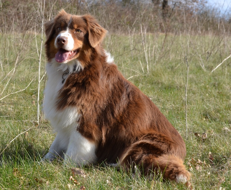 Elite De L'Airial De Brume