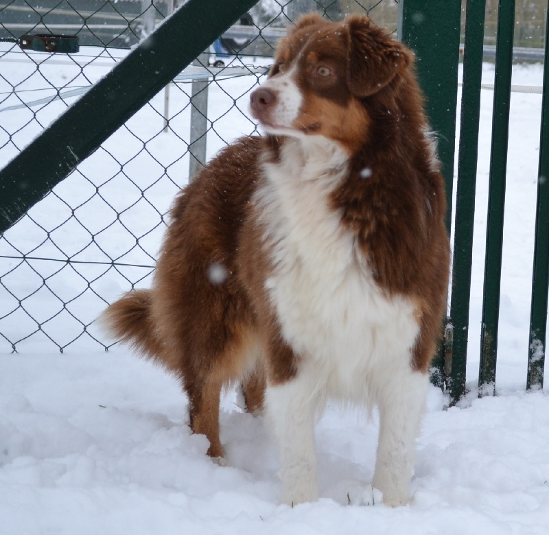 Elite De L'Airial De Brume