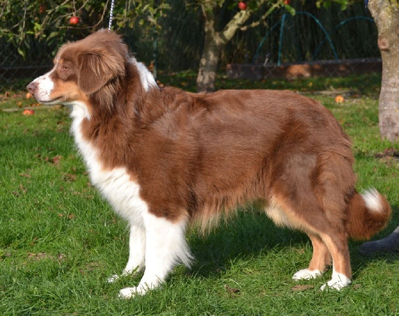 Elite De L'Airial De Brume