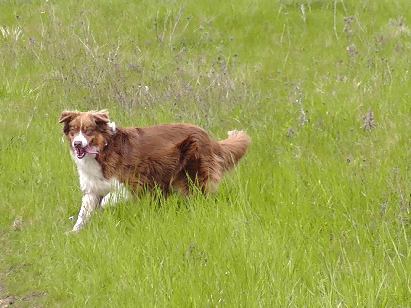 Elite De L'Airial De Brume