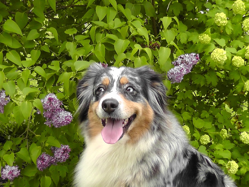 Publication : du Feeling de Nolister Auteur : Du Pays aux Longs Hivers