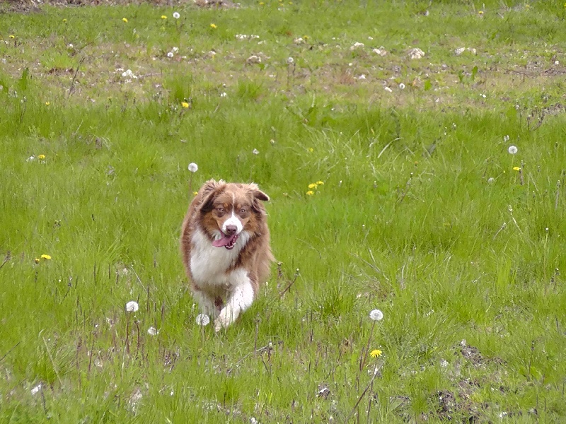 Elite De L'Airial De Brume