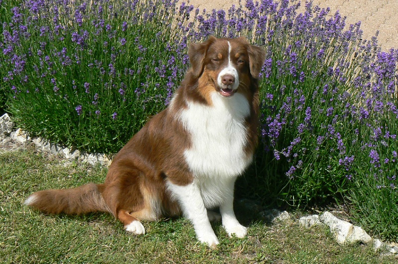 Elite De L'Airial De Brume