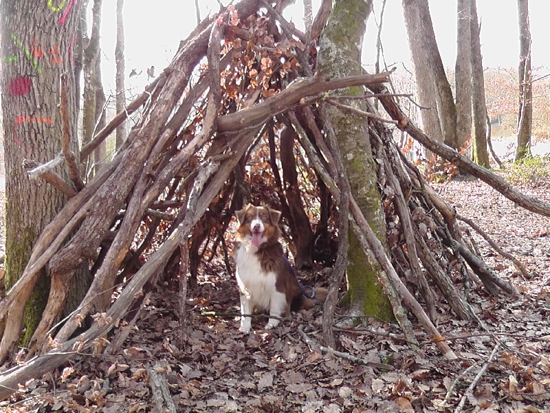 Elite De L'Airial De Brume