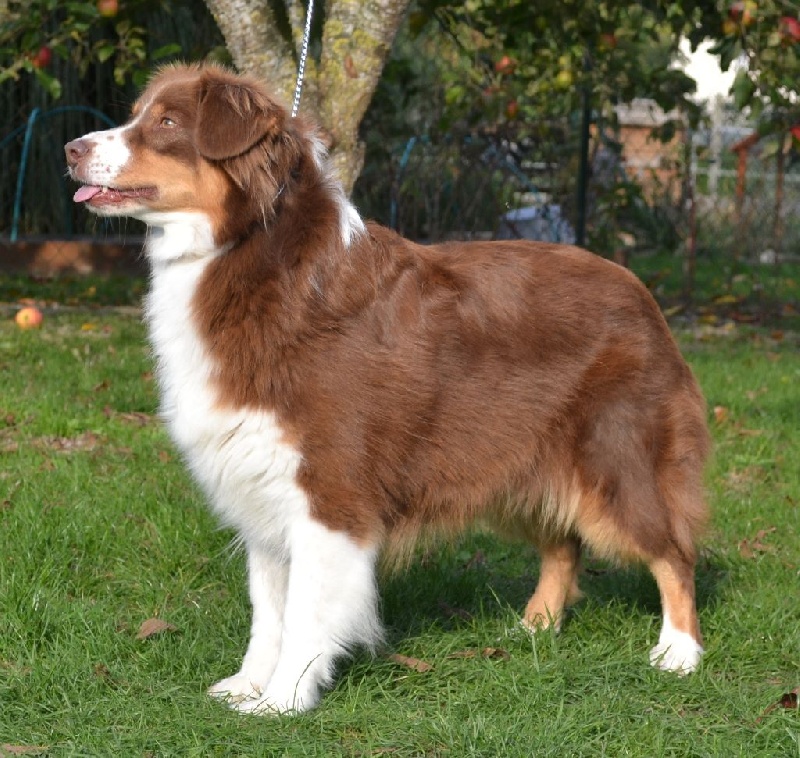 Elite De L'Airial De Brume