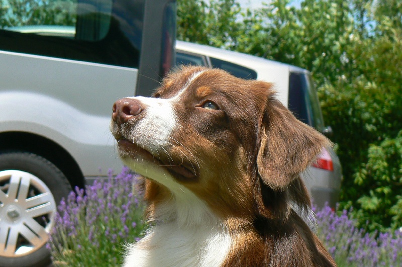 Elite De L'Airial De Brume