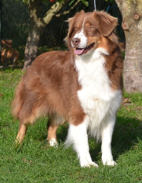 Elite De L'Airial De Brume