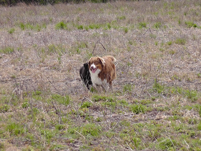Elite De L'Airial De Brume