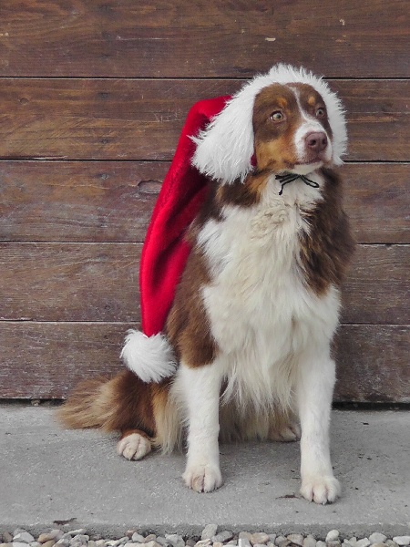 Elite De L'Airial De Brume