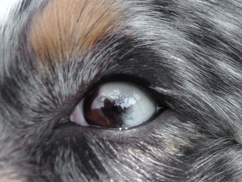 Publication : du Feeling de Nolister Auteur : Du Pays aux Longs Hivers