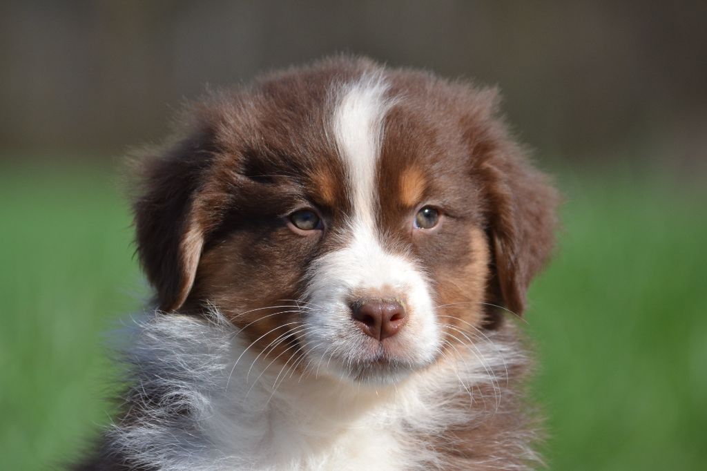 Chiot Berger Australien, POWER du Feeling de Nolister