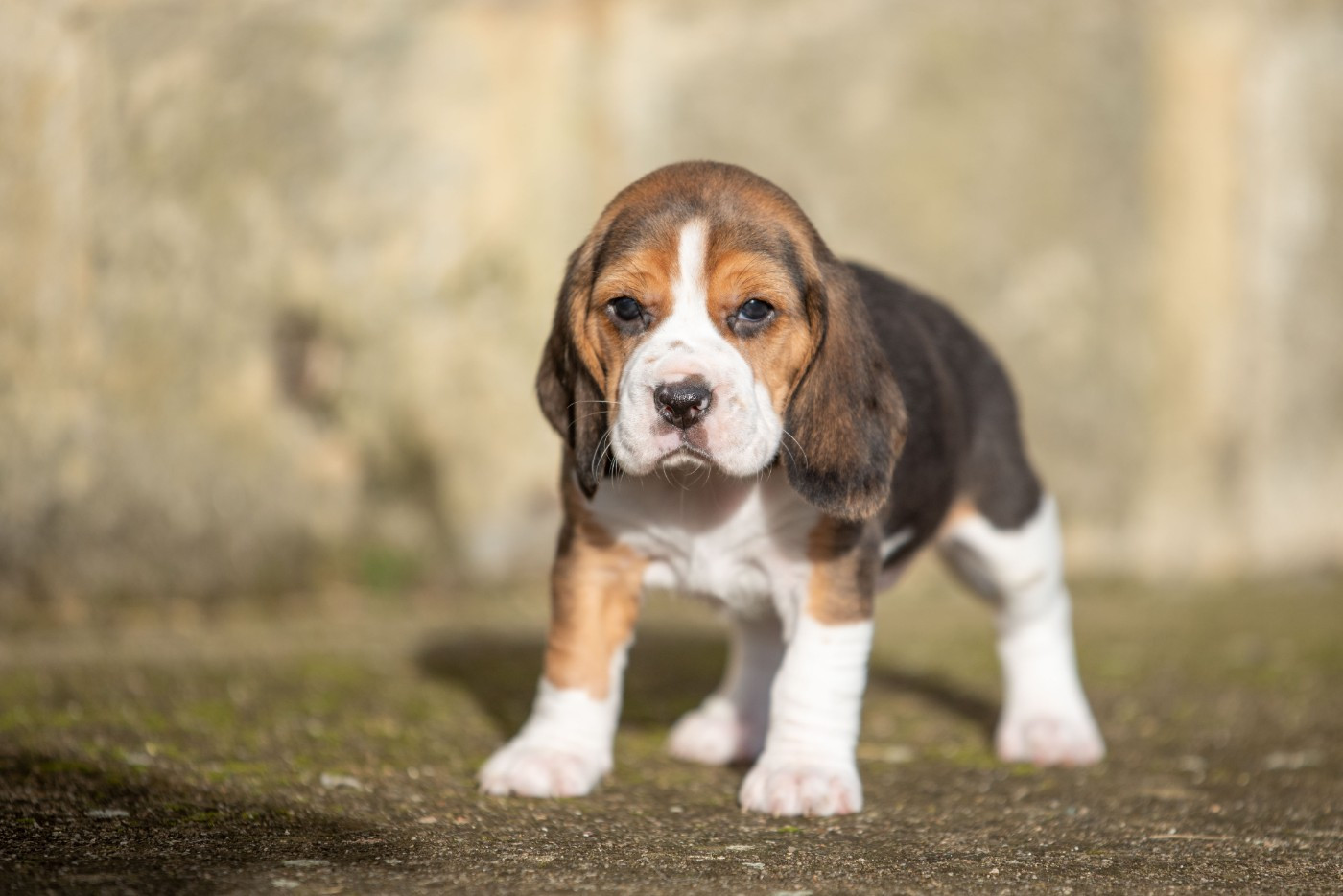 ANGELE Du Feeling de Nolister