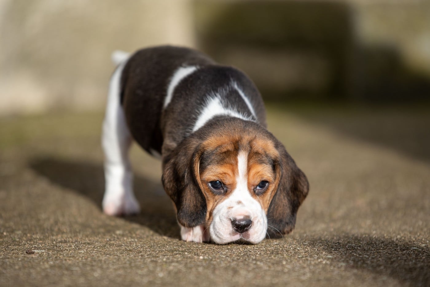 ANGELE Du Feeling de Nolister