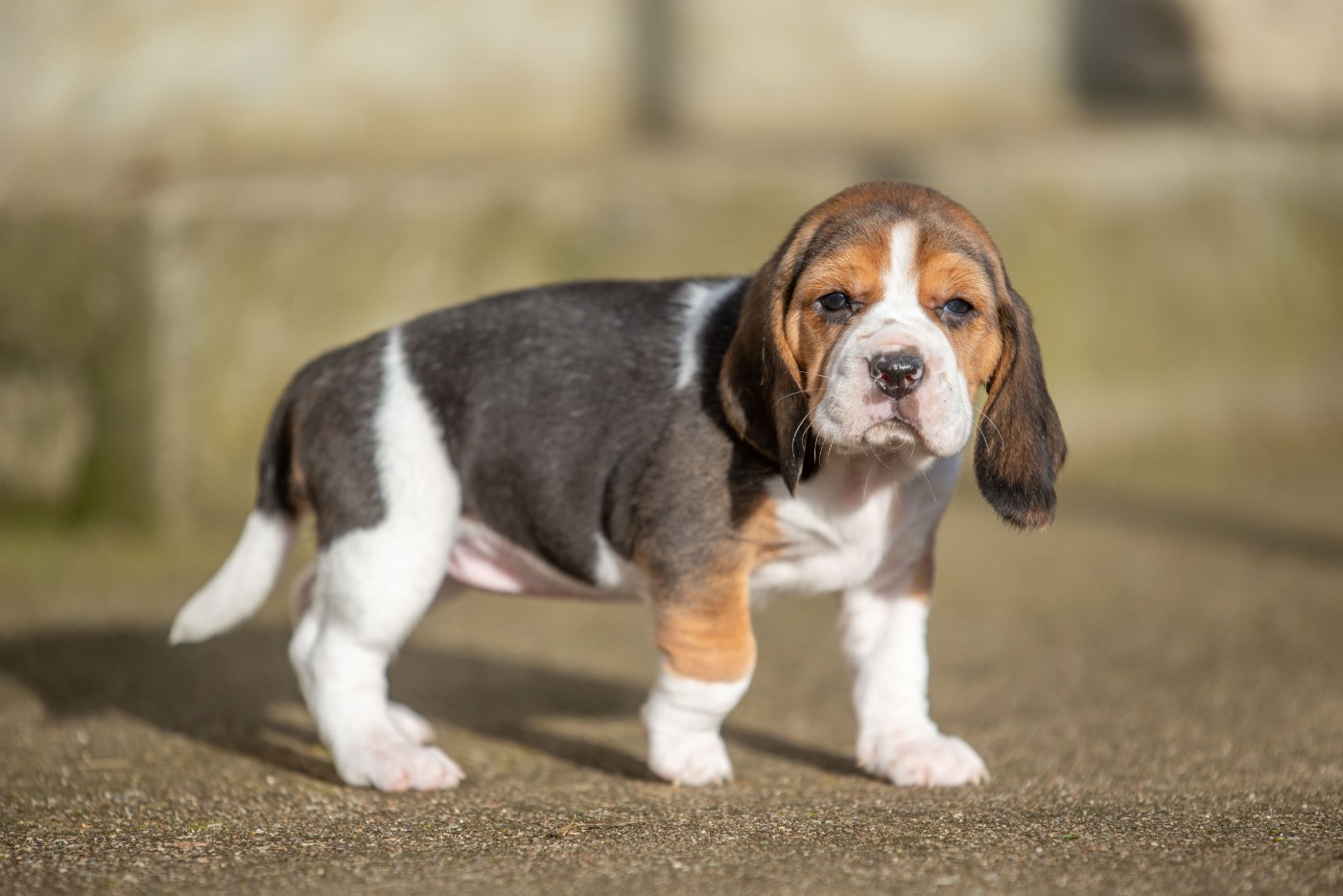 ANGELE Du Feeling de Nolister