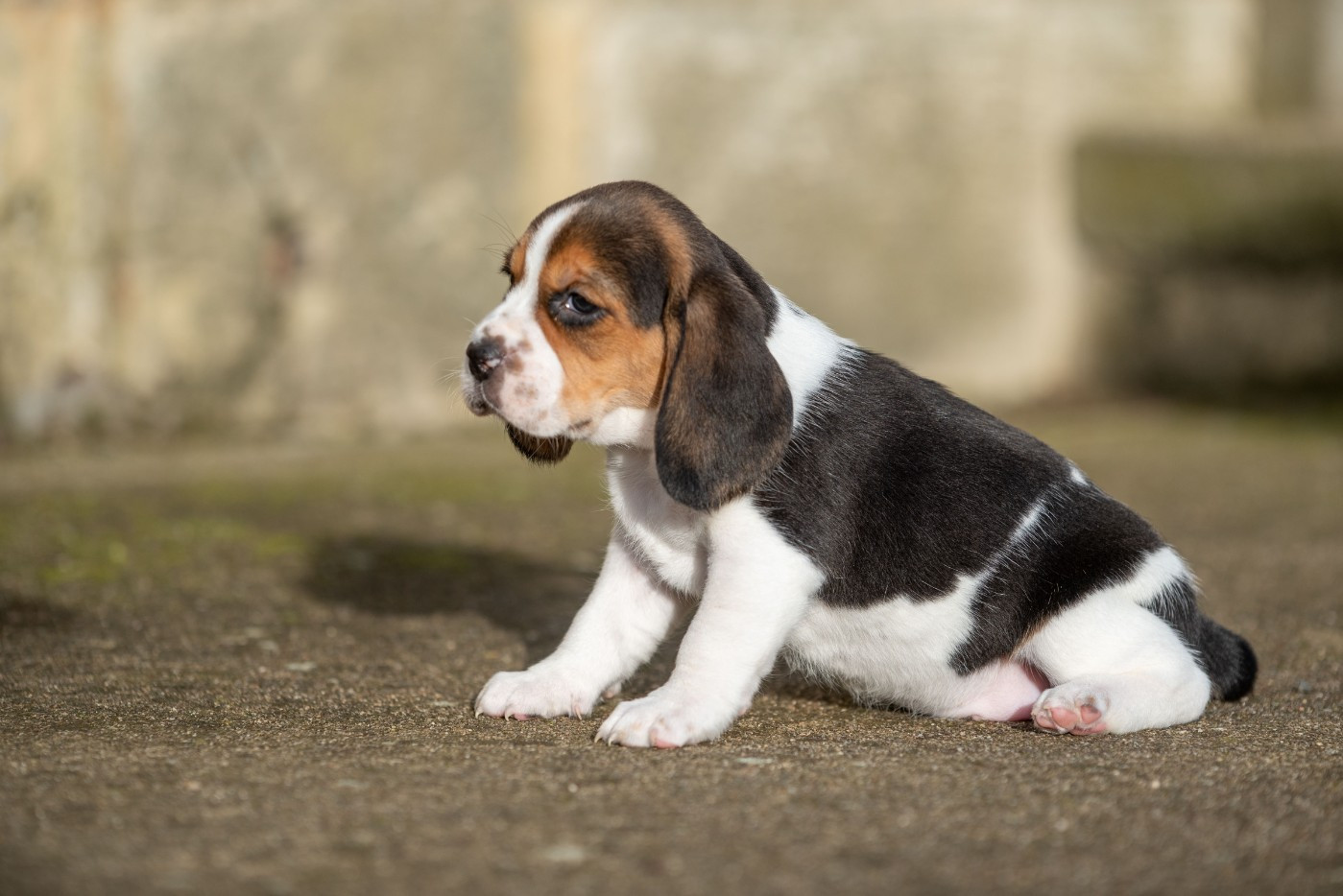 APPY Du Feeling de Nolister