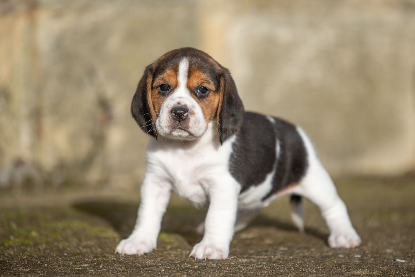 APPY Du Feeling de Nolister