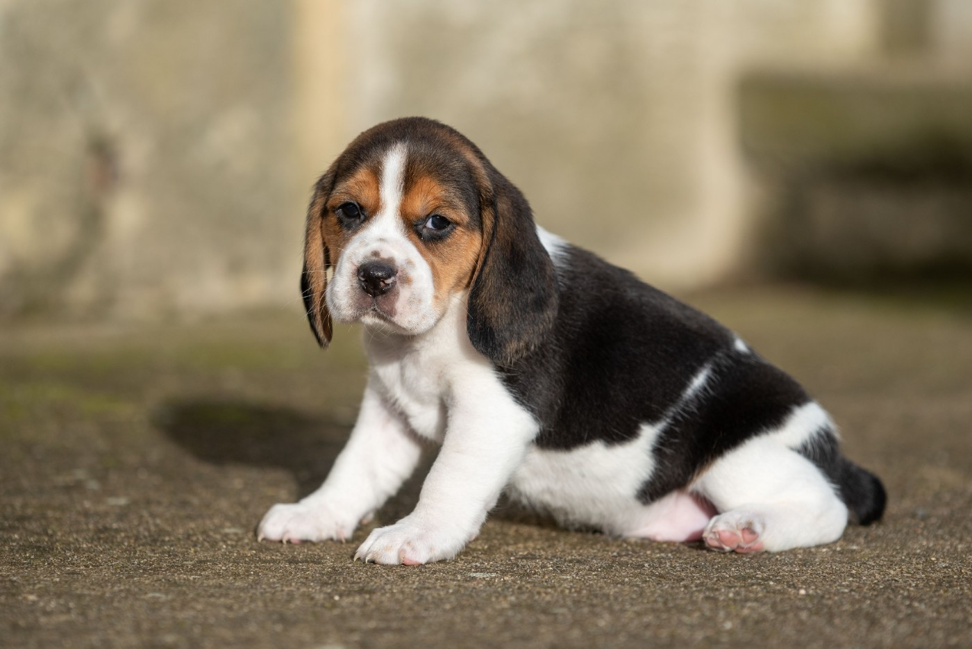 APPY Du Feeling de Nolister