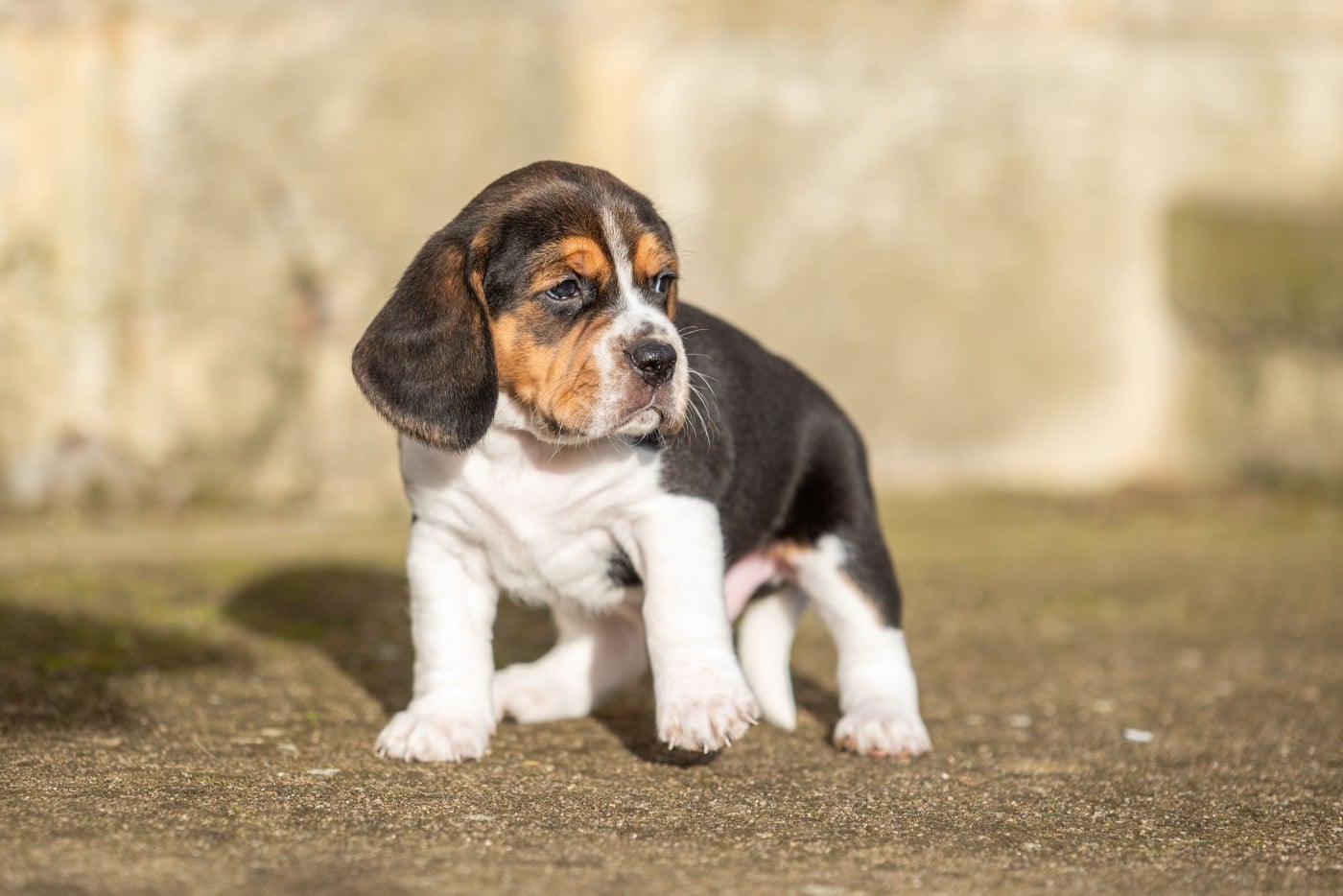 ALCAZAR DE NIRO Du Feeling de Nolister