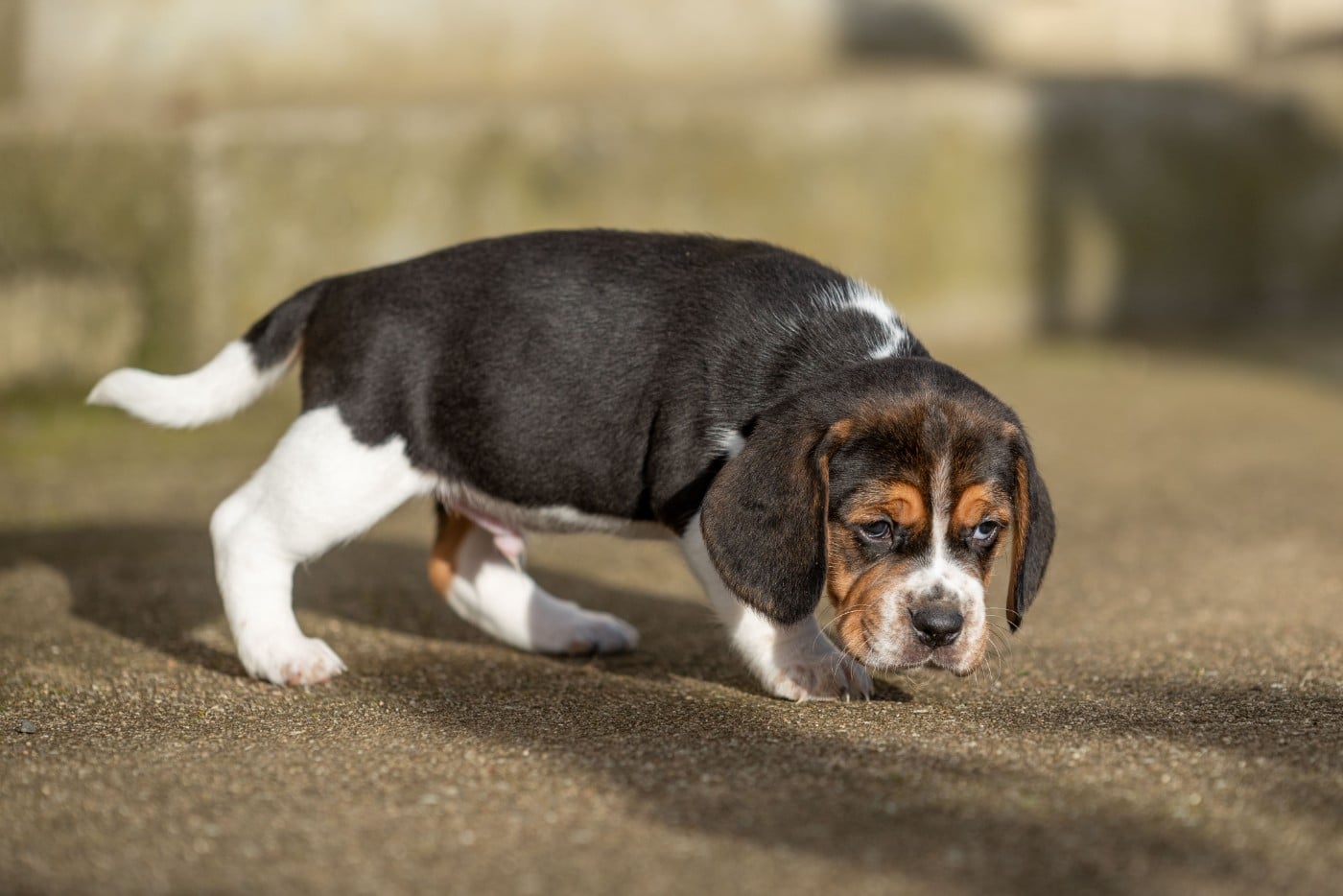 ALCAZAR DE NIRO Du Feeling de Nolister