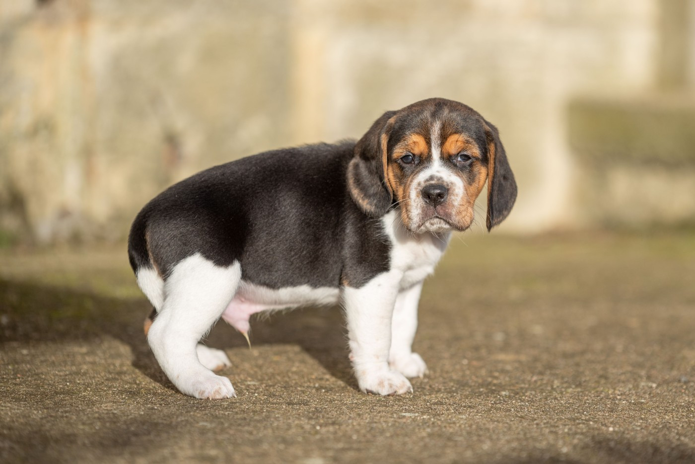 ALCAZAR DE NIRO Du Feeling de Nolister