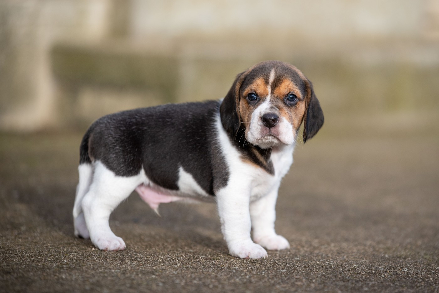 AIKO Du Feeling de Nolister