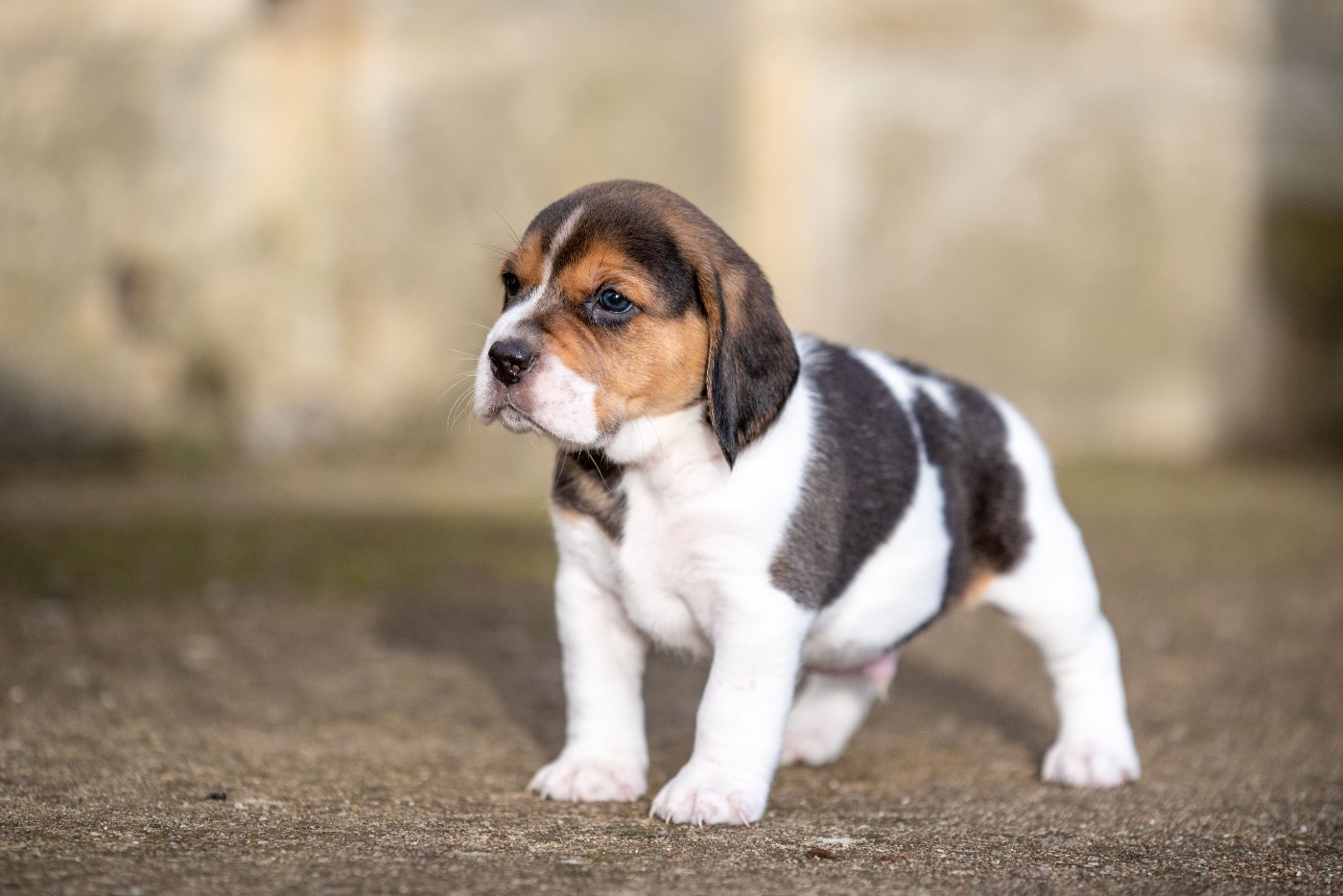 AIKO Du Feeling de Nolister