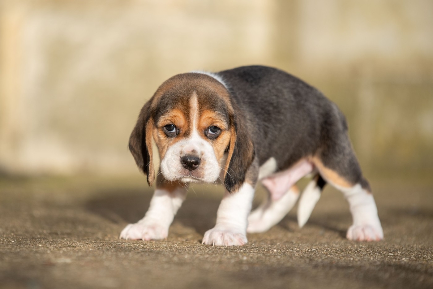 A SHAI Du Feeling de Nolister