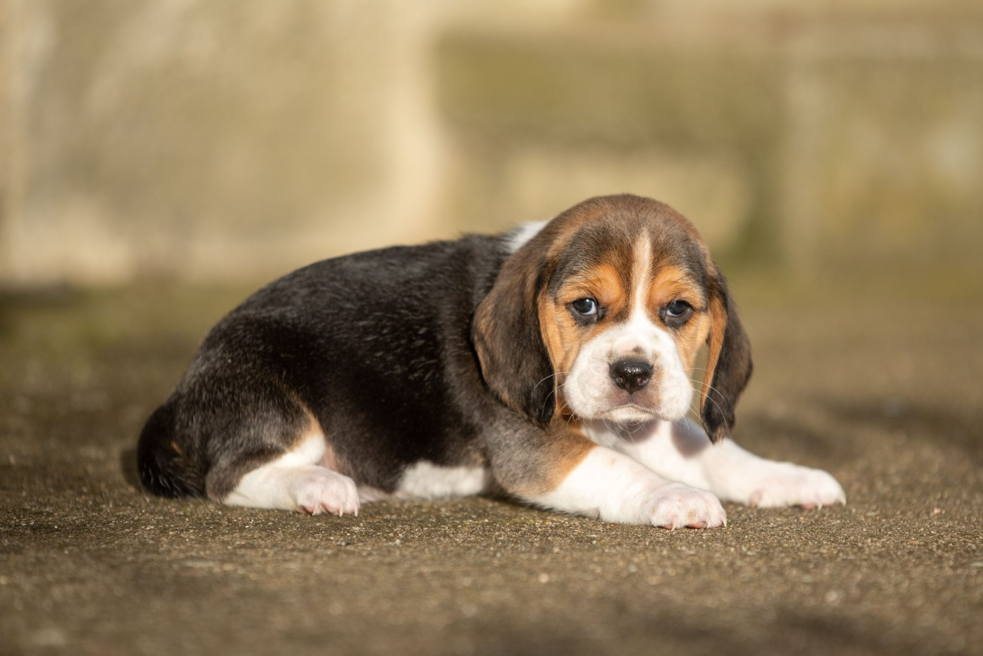 A SHAI Du Feeling de Nolister