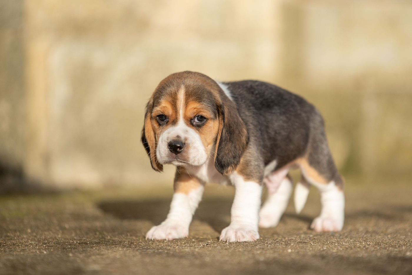 A SHAI Du Feeling de Nolister