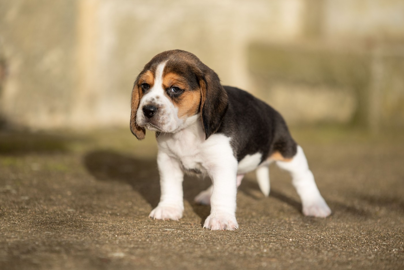 ARES Du Feeling de Nolister