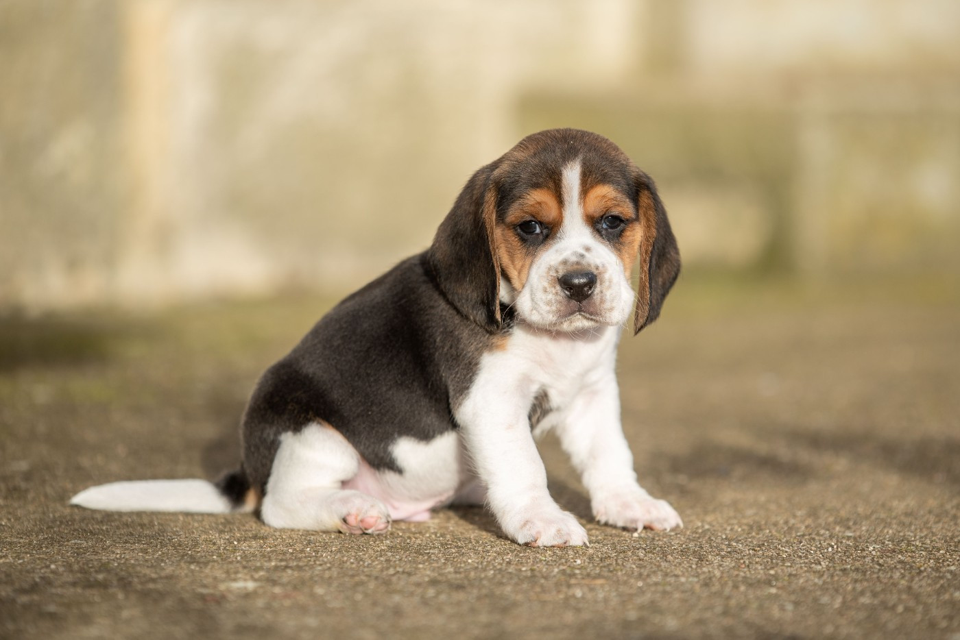 ARES Du Feeling de Nolister