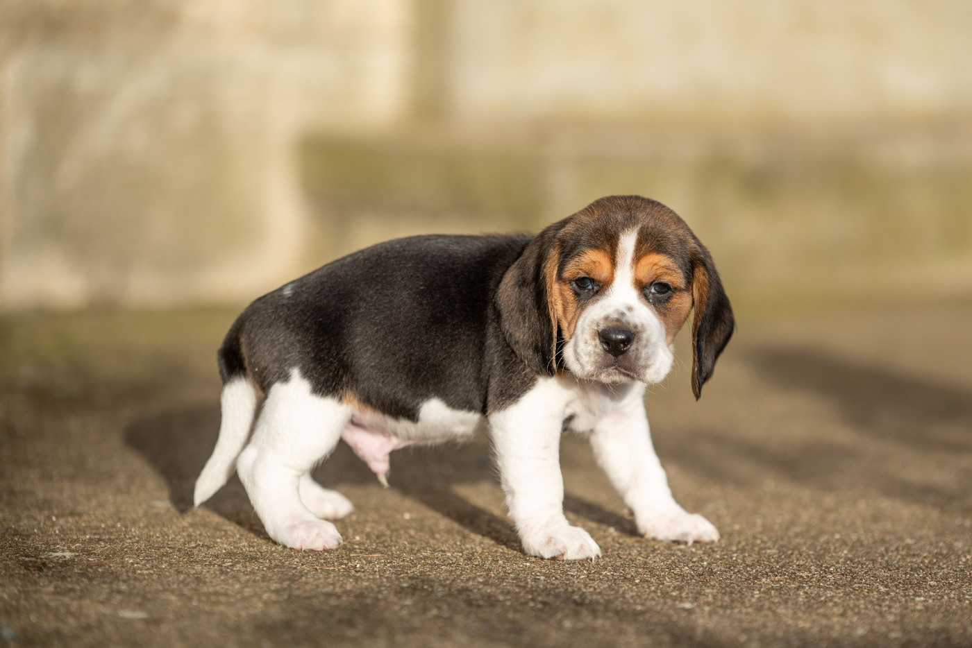 ARES Du Feeling de Nolister