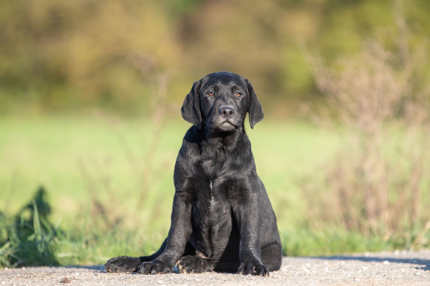 ALBUS du Feeling de Nolister