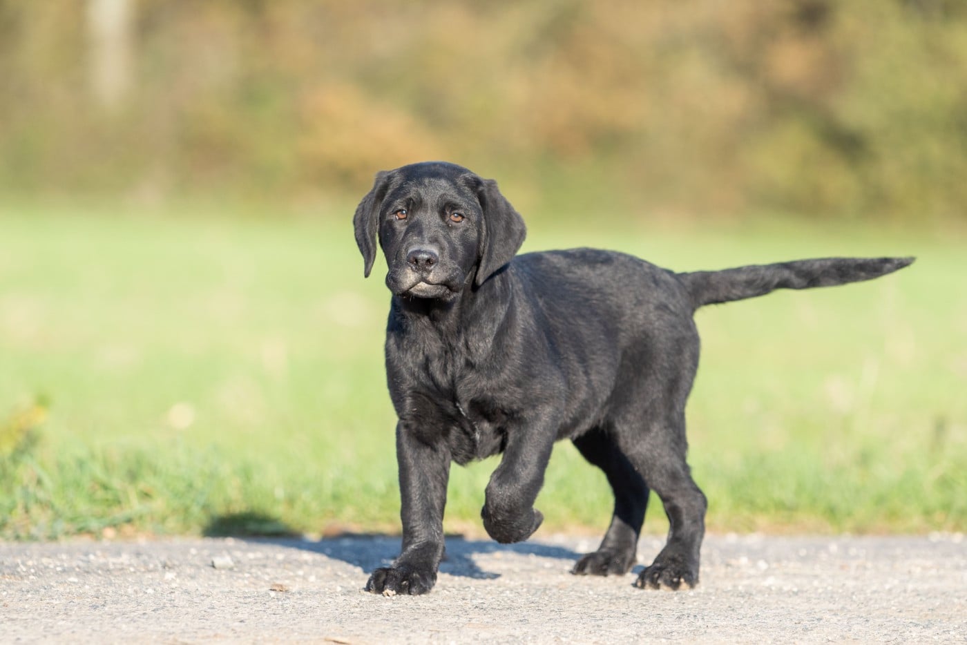 ALBUS du Feeling de Nolister