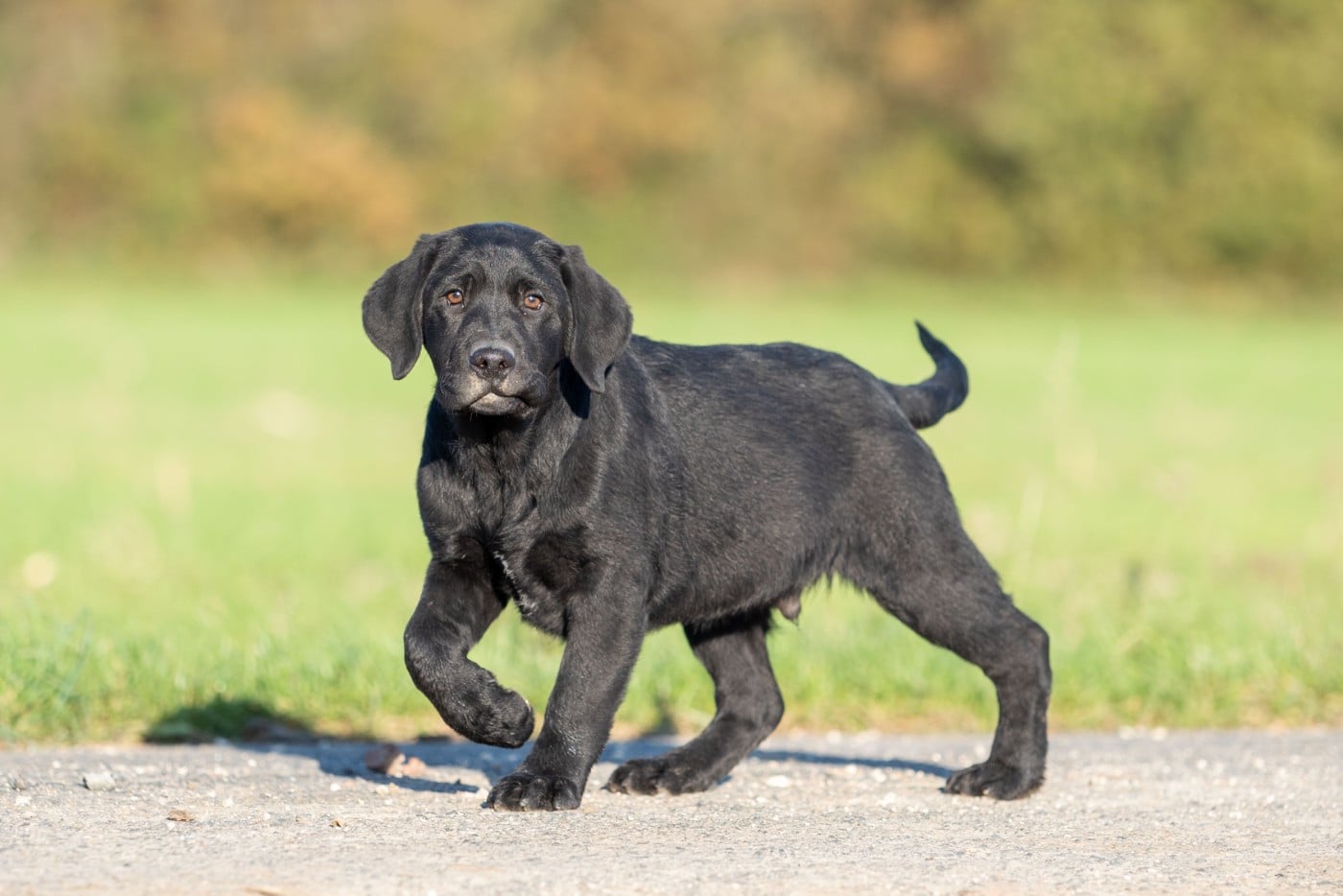 ALBUS du Feeling de Nolister