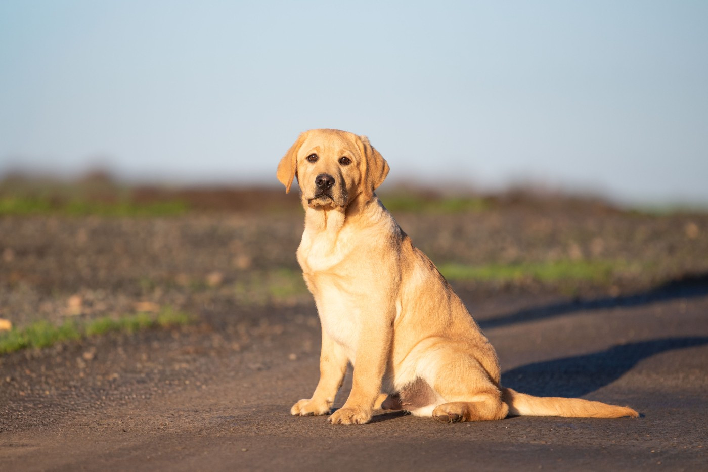 ANAKIN du Feeling de Nolister