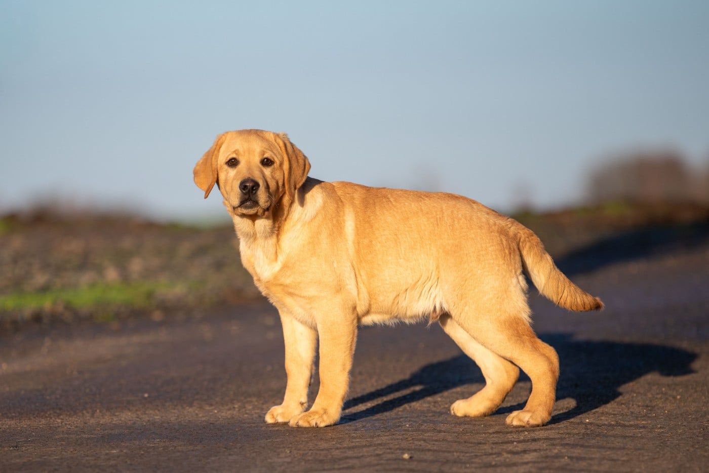 ANAKIN du Feeling de Nolister