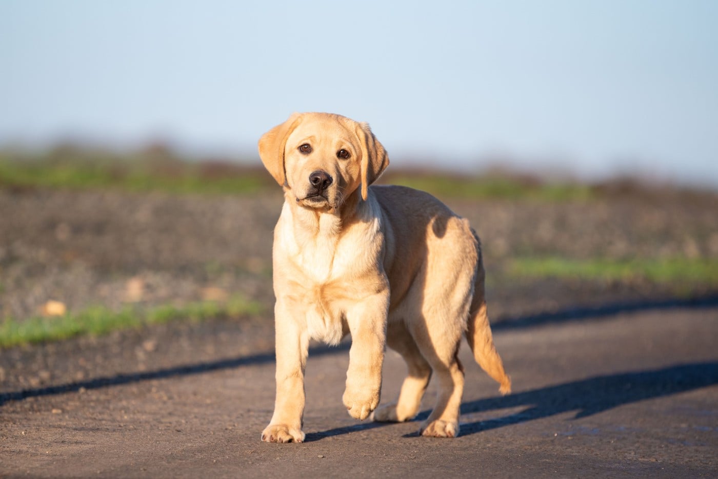 ANAKIN du Feeling de Nolister