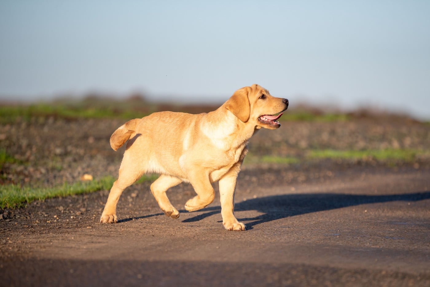 ANAKIN du Feeling de Nolister