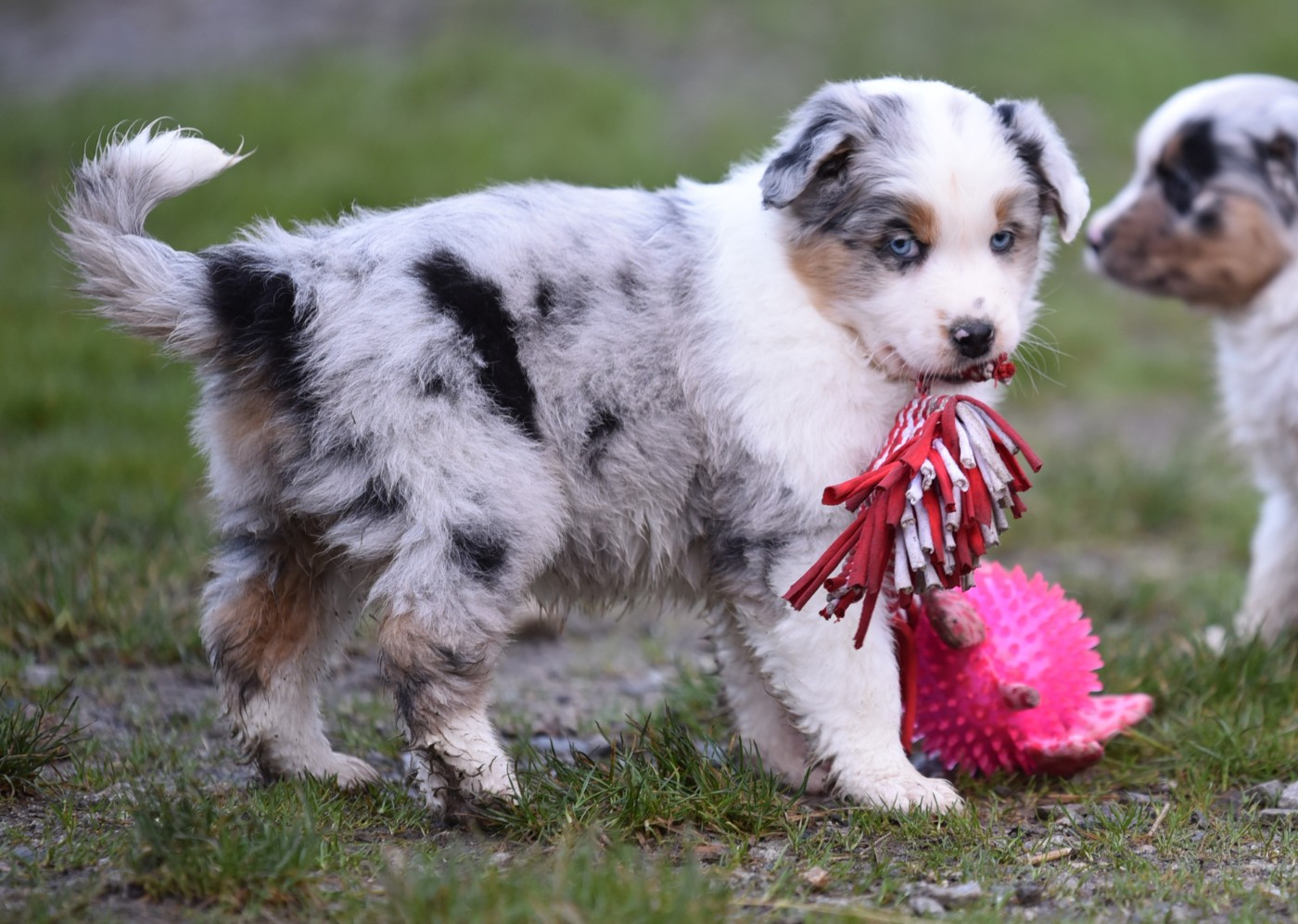 ALBANNE du Feeling de Nolister