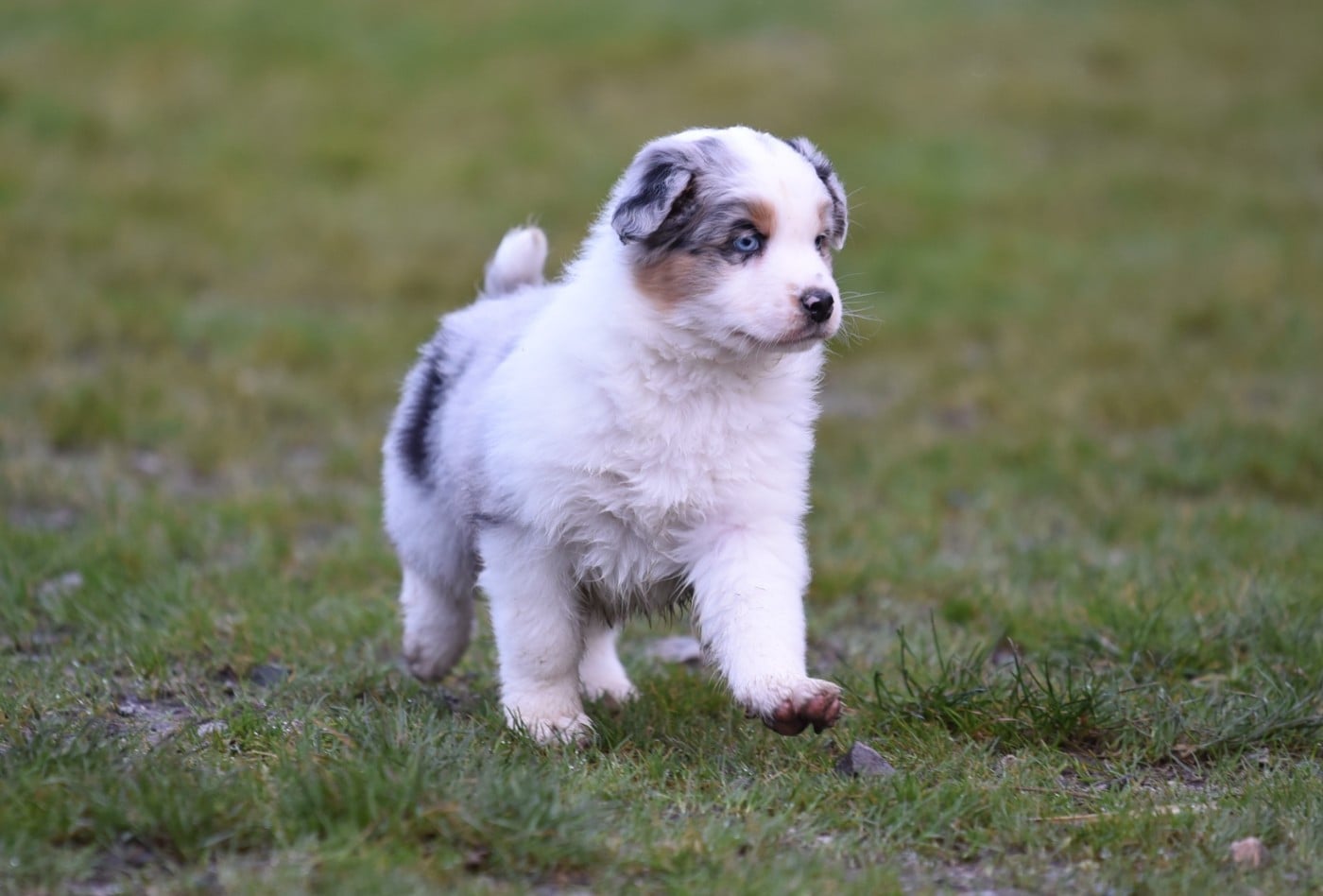 ALBANNE du Feeling de Nolister