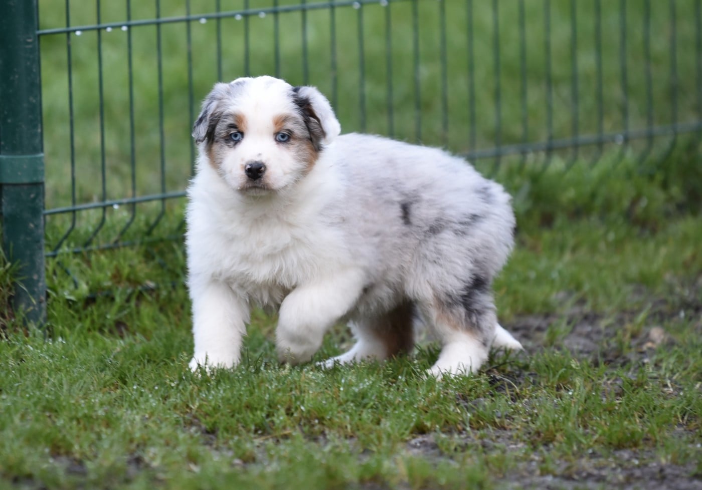 ALBANNE du Feeling de Nolister