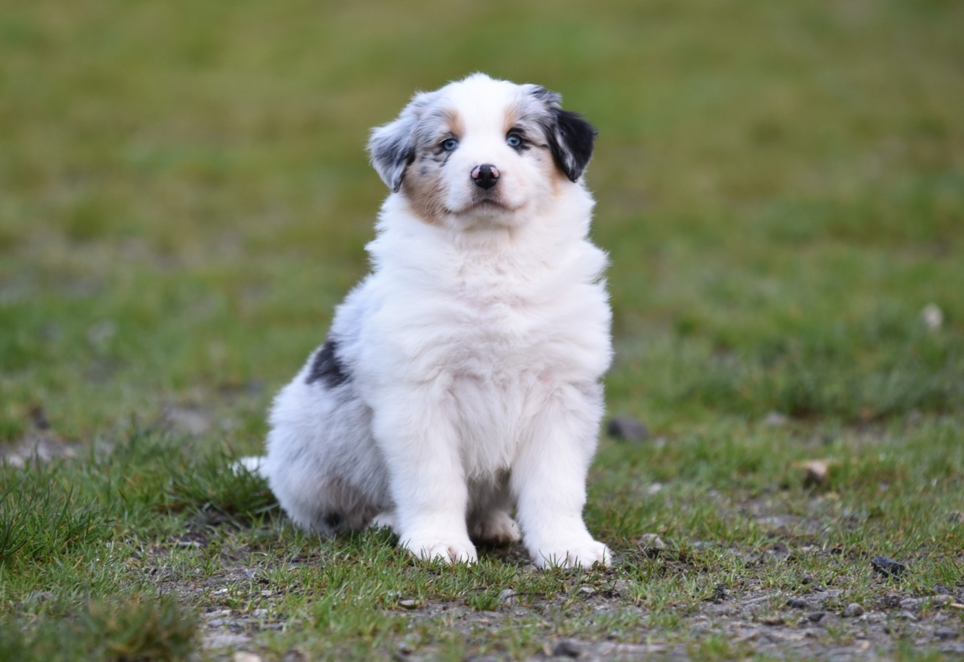 A BELLA du Feeling de Nolister